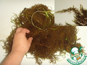 Морской виноград по-сахалински